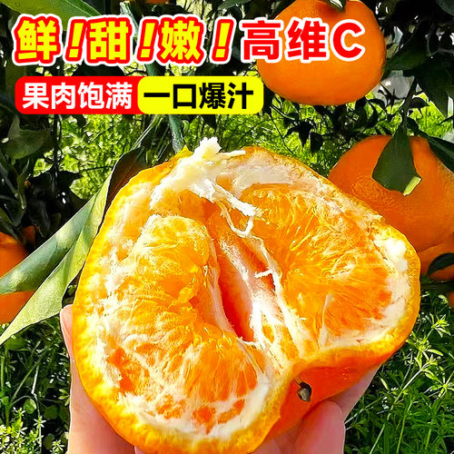 耙耙柑树苗新品种四川春见苗嫁接苗果树果苗柑橘子树苗当年结果 - 图2