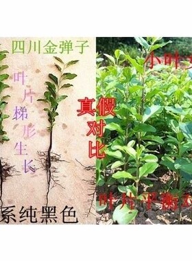 金弹子盆景树苗盆载净化空气四季常青带造型母桩小叶葫芦