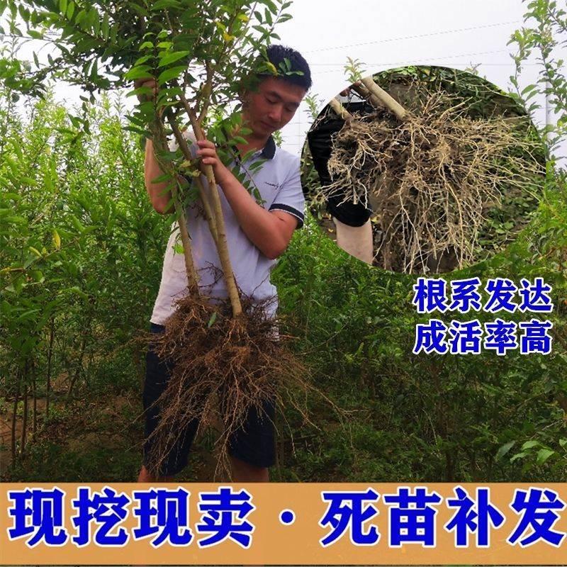 石榴树果树苗纯甜无籽软籽突尼斯盆地栽南方北方种植大果当年结果 - 图2