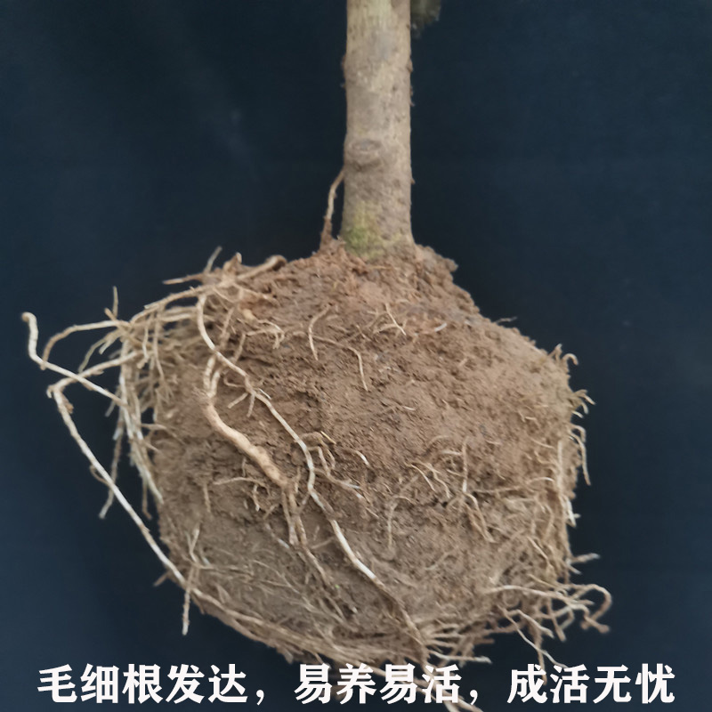 原生四季桂花盆栽树苗开花浓香型家庭阳台庭院植物四季不落叶易养 - 图2