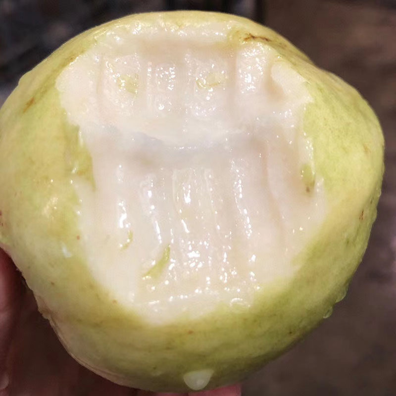 顺丰福建软糯奶油芭乐水果当季软白冰激凌番石榴软心孕妇水果包邮,淘宝优惠券,粉丝福利购,淘宝优惠卷