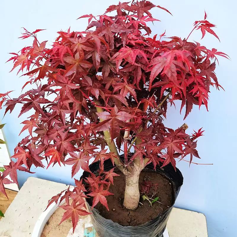 日本红枫盆景老桩三季红苗 红舞姬树苗 黄金枫山红叶盆景盆栽植物 - 图2