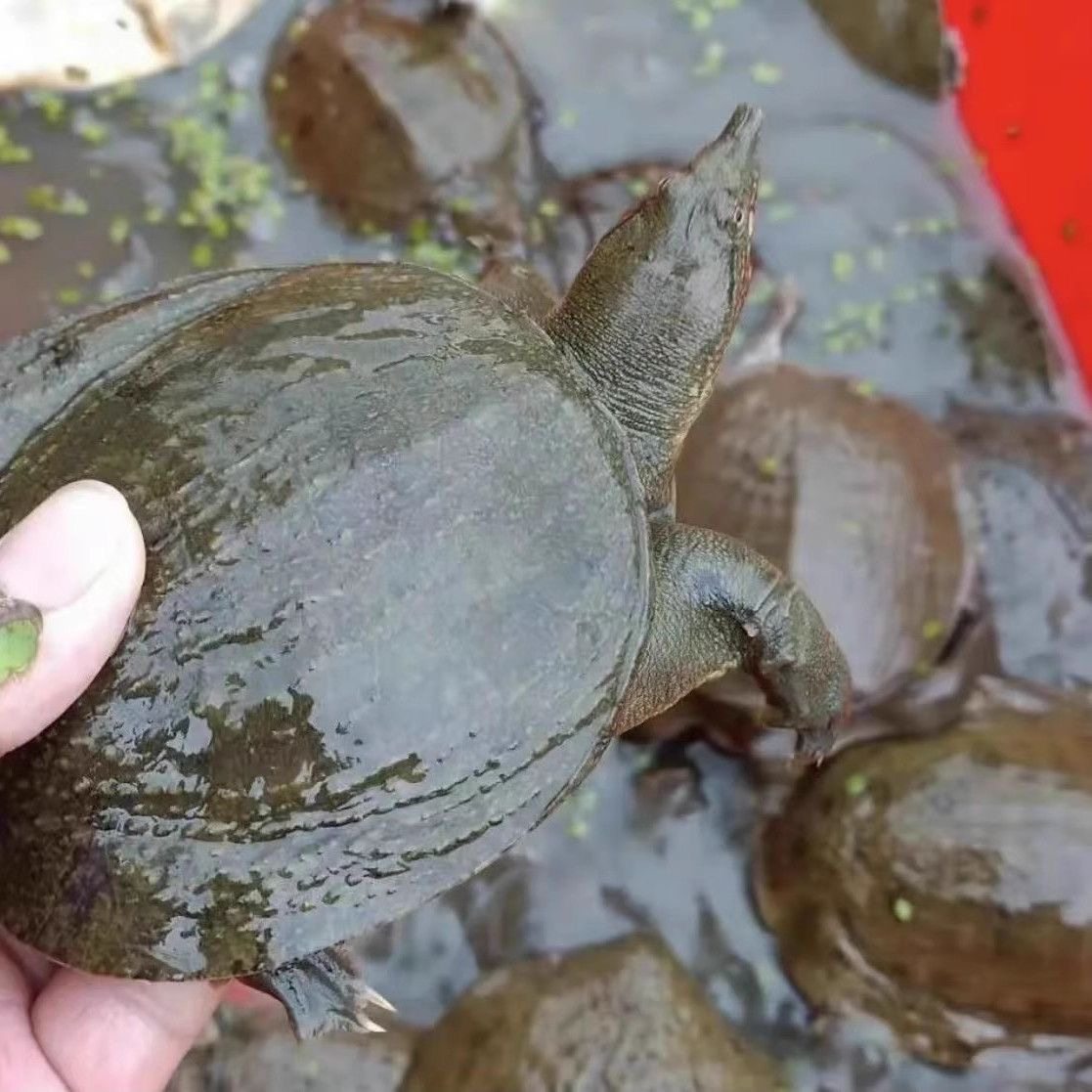 100只大甲鱼苗活体批发中华鳖小甲鱼水鱼团鱼王八苗养殖鱼苗鳖苗,淘宝优惠券,粉丝福利购,淘宝优惠卷