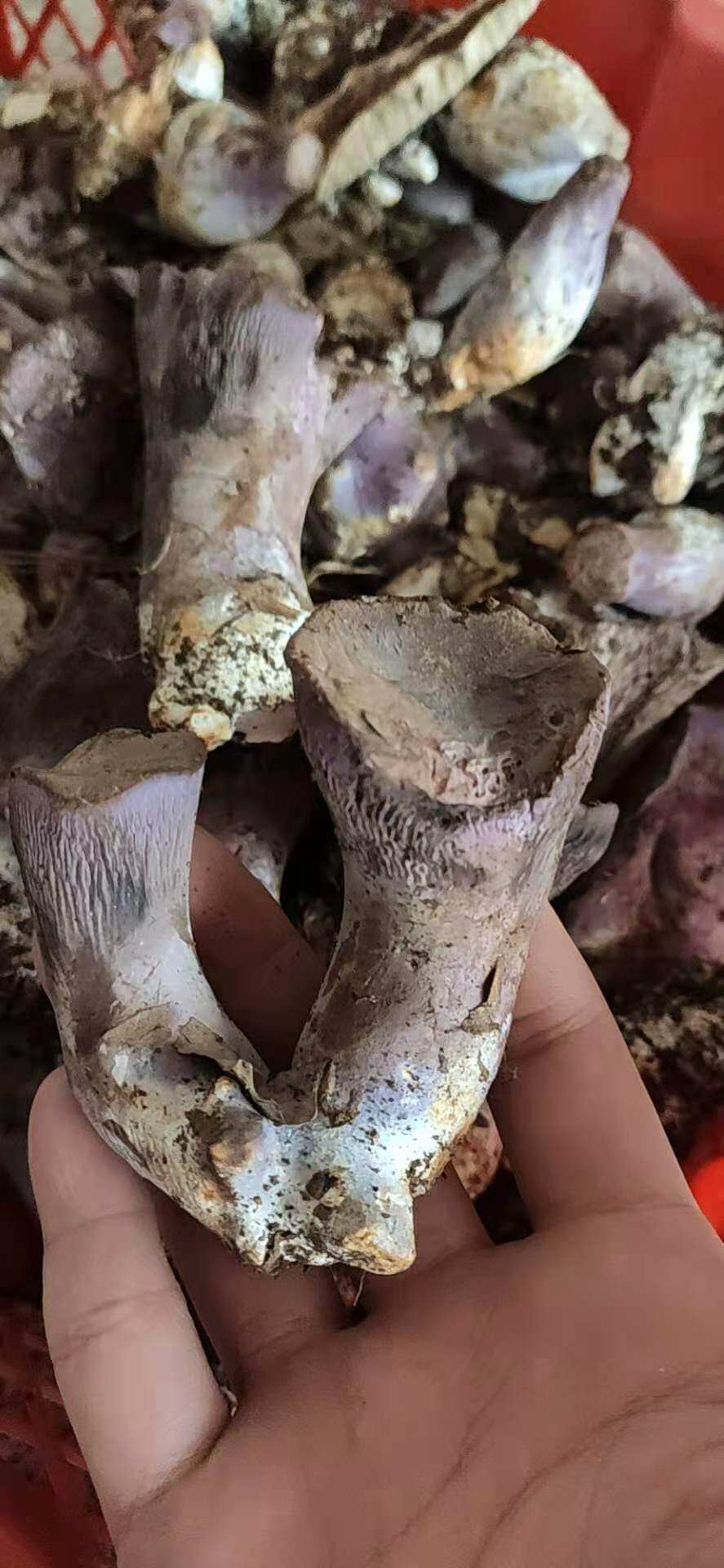 云南新鲜野生马蹄菌非青头菌 绿蘑菇鸡枞鸡油菌松树奶浆菌4份包邮