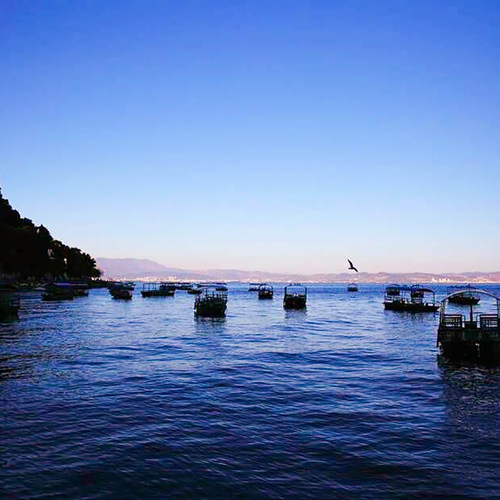 乐作云南抚仙湖净水银鱼干秋冬季鱼个头更细小淡水湖野长营养丰富 - 图2