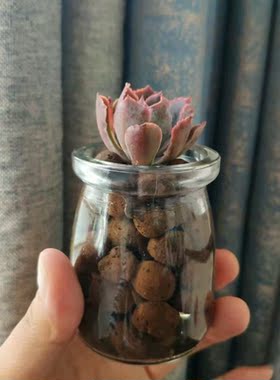水培多肉植物玻璃瓶套装组合盆栽