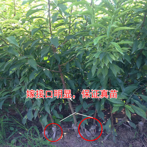 四川汶川晚熟青脆李苗蜂糖李子树苗李子苗树苗李子果树苗当年结果 - 图0