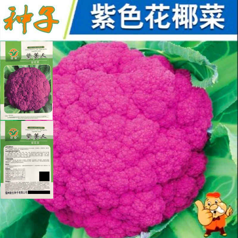 紫色花菜 Top 70件紫色花菜 22年11月更新 Taobao