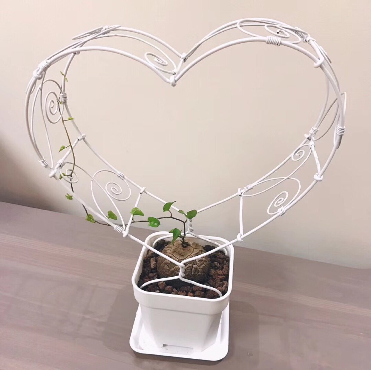 包塑铁丝扎花园艺盆景造型做树木标识牌植物固定绳娃娃公主床吊篮