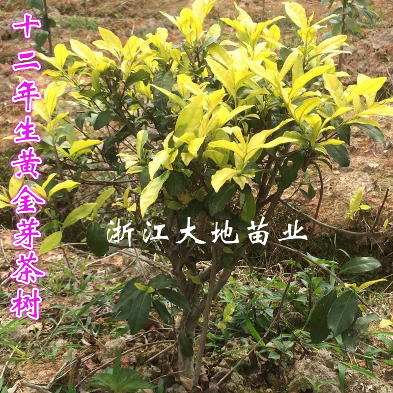 宁波黄金芽茶树苗 龙井白化品种 盆栽黄茶苗黄金叶茶苗19元包邮 - 图2