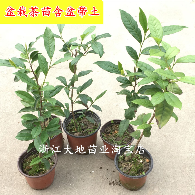 古茶树群体种茶叶树苗 浙江西湖龙井茶苗 盆栽鸠坑茶树苗18元包邮 - 图2