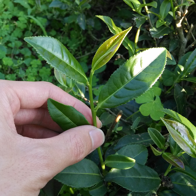 满18元包邮西湖龙井茶叶树苗盆栽碧螺春铁观音茶树苗大红袍红茶苗 - 图1