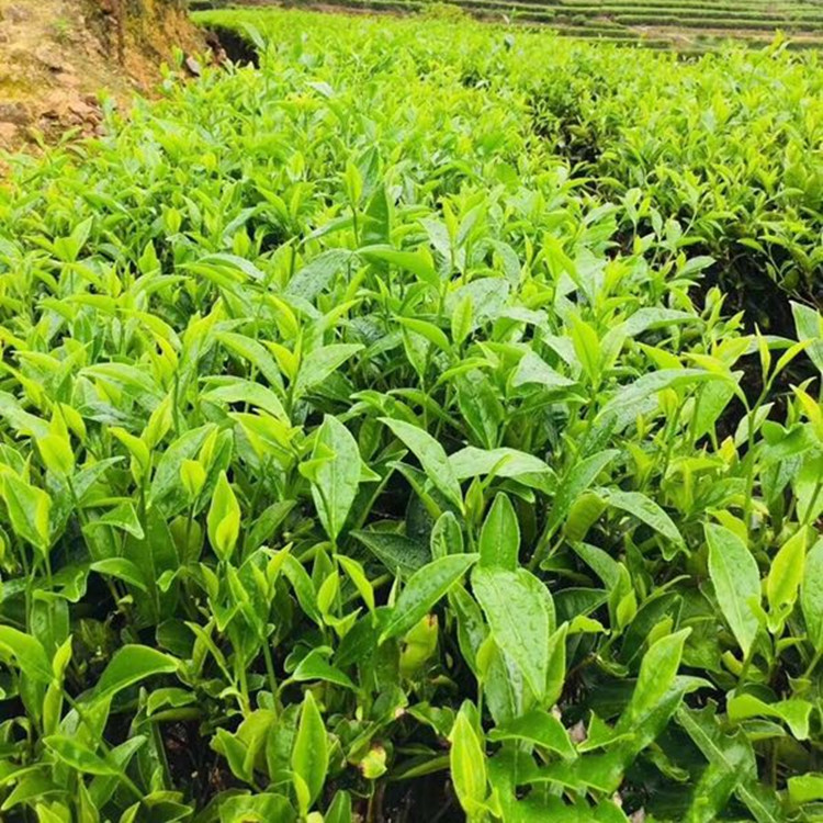 浙江茶叶产区直销西湖龙井茶叶树 盆栽龙井43茶树群体种鸠坑茶苗 - 图0