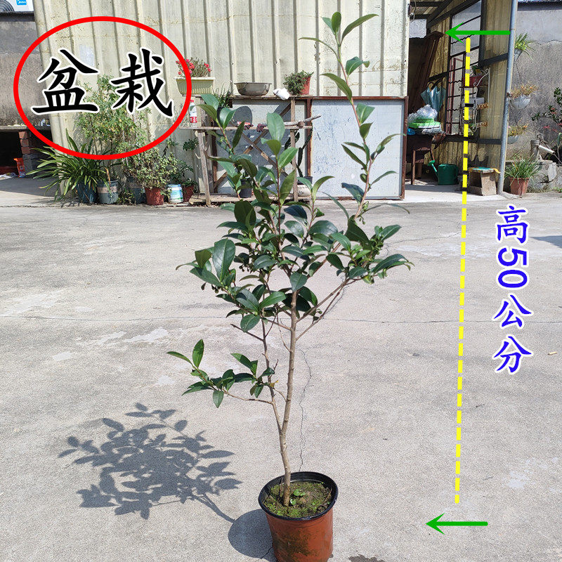 营养杯祁门红茶苗 大红袍水仙茶苗 肉桂丹奇茶树 金骏眉茶叶树苗,淘宝优惠券,粉丝福利购,淘宝优惠卷