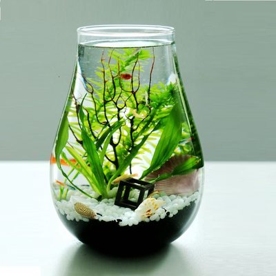 微景观生态瓶观赏鱼虾好养活真水草迷你桌面小鱼缸diy作业礼物 虎窝淘