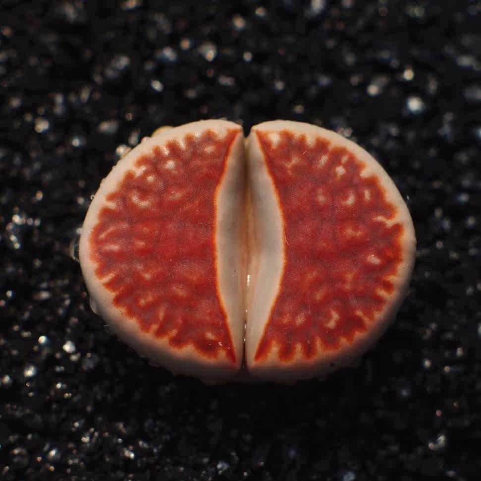 多肉植物红窗玉生石花3年开花株室内阳台植物花卉精品防辐射绿植