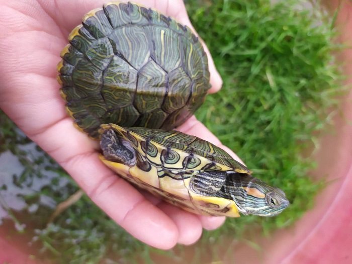 外塘大小巴西龟红耳龟宠物龟观赏龟小乌龟巴西龟活体批包活发,淘宝优惠券,粉丝福利购,淘宝优惠卷