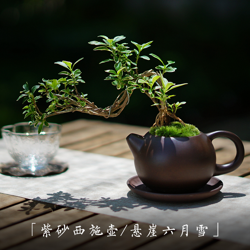 日式紫砂茶壶造型盆景迷你小绿植六月雪悬崖型茶道茶宠 - 图0