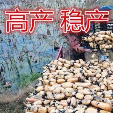 高产食用粉莲藕种子大型荷花种苗稻田池塘泥田深浅水四季菜莲藕种 - 图0