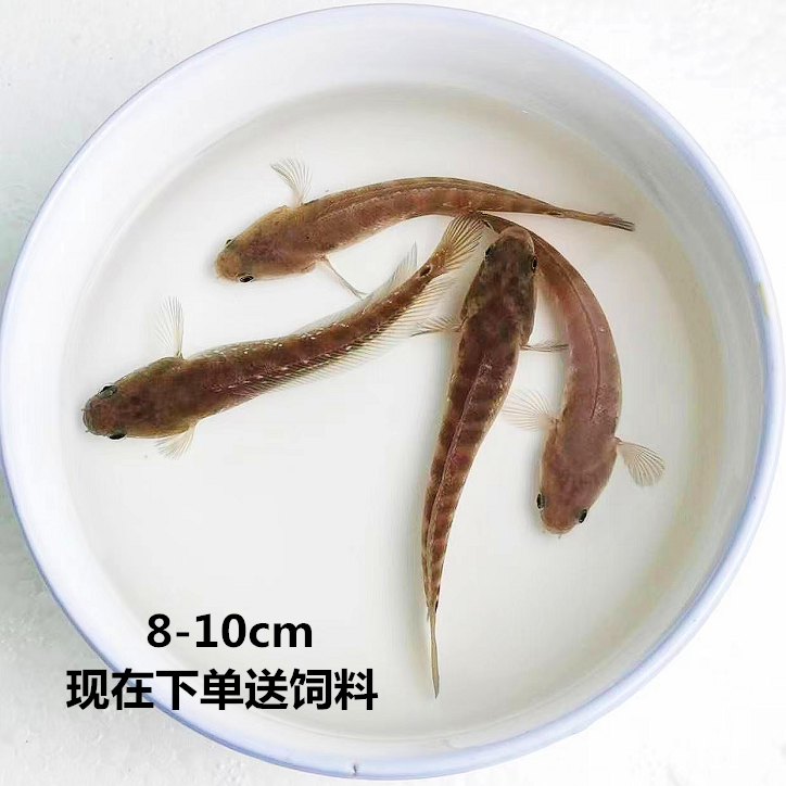 七星雷龙鱼苗月鳢山斑鱼花星张公鱼锦鲤金鱼观赏宠物鱼冷水淡水鱼-图1