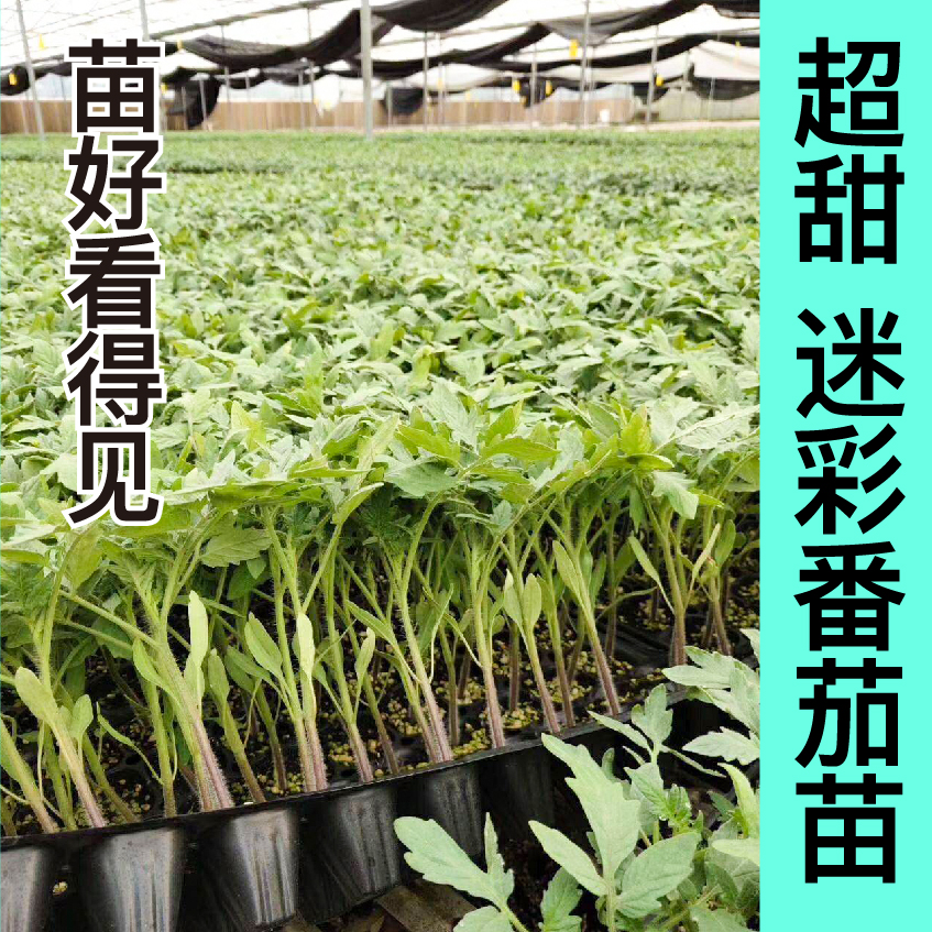 特甜迷彩樱桃小番茄苗秧花绣球紫玉西红柿种子四季阳台盆栽蔬菜苗-图2