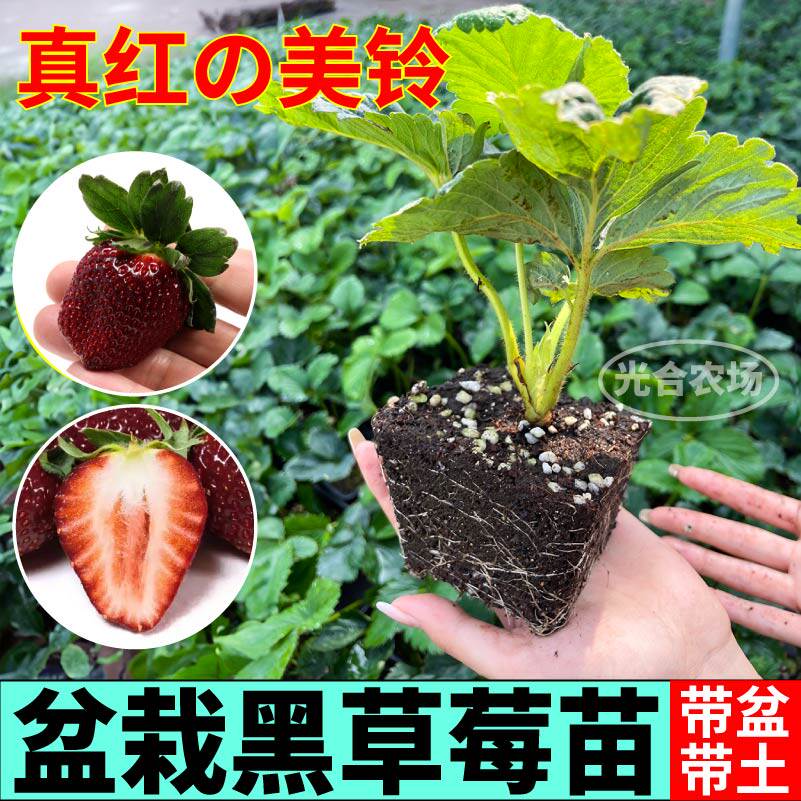 真红美玲草莓苗秧原盆大苗超甜浓香红颜章姬红白黑果草莓阳台小院,淘宝优惠券,粉丝福利购,淘宝优惠卷