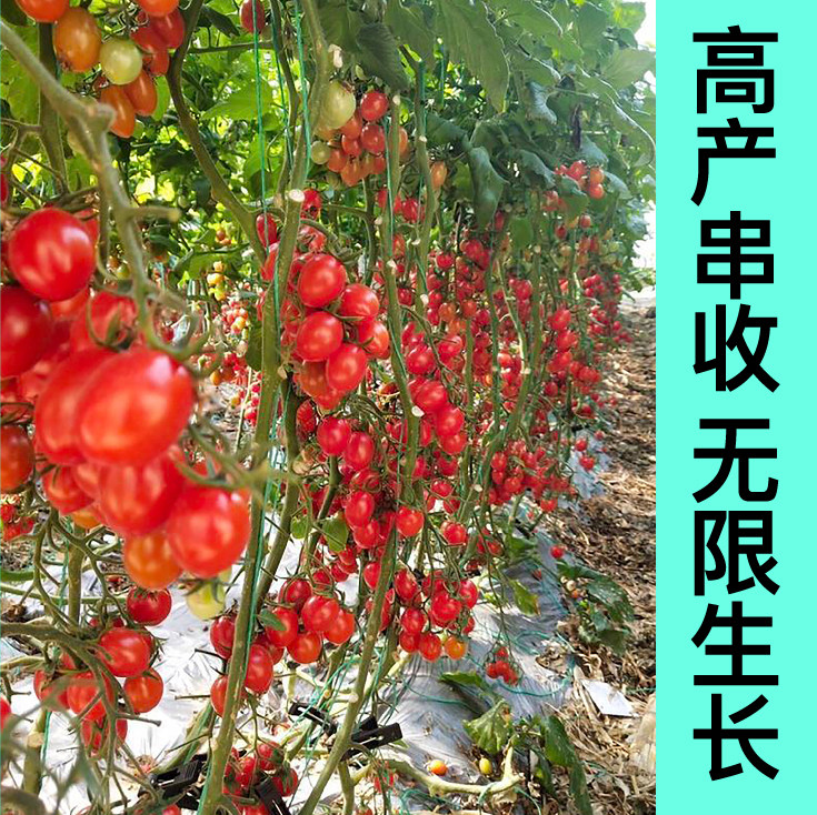 超甜正宗釜山88番茄苗秧带土球红樱桃西红柿圣女果种子阳台盆栽苗,淘宝优惠券,粉丝福利购,淘宝优惠卷