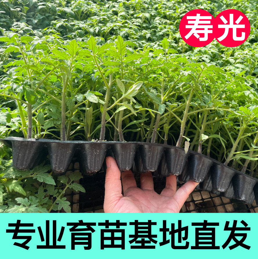 超甜正宗釜山88番茄苗秧带土球红樱桃西红柿圣女果种子阳台盆栽苗,淘宝优惠券,粉丝福利购,淘宝优惠卷