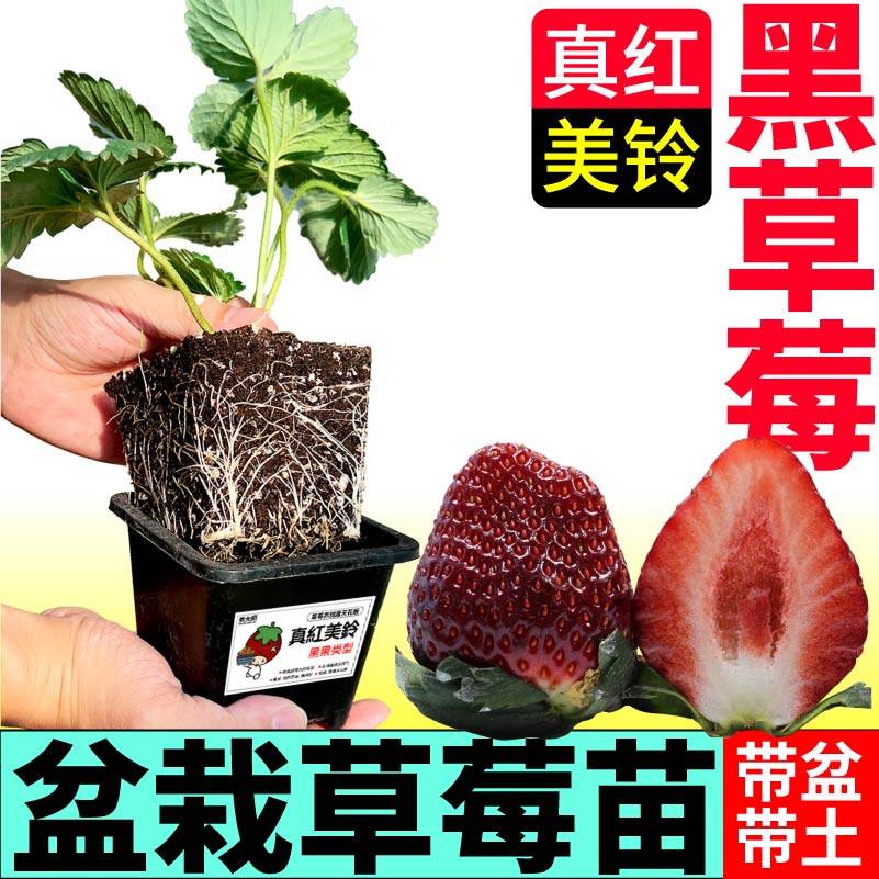 真红美玲草莓苗秧原盆大苗超甜浓香红颜章姬红白黑果草莓阳台小院,淘宝优惠券,粉丝福利购,淘宝优惠卷