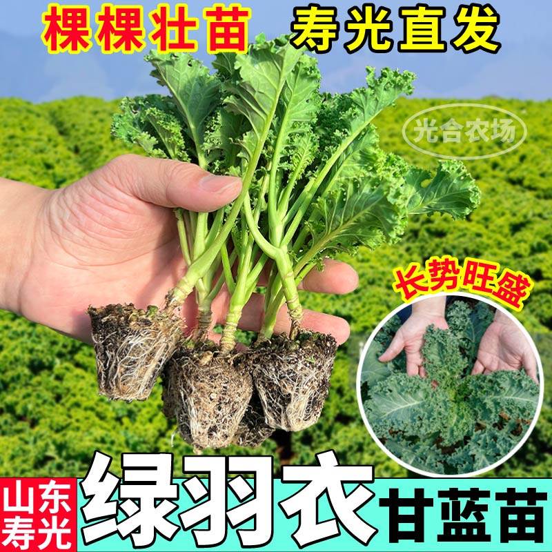 摘不败绿羽衣甘蓝苗秧四季盆栽紫羽衣粉羽衣甘蓝种子盆栽带土球,淘宝优惠券,粉丝福利购,淘宝优惠卷