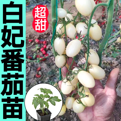 寿光超甜白妃樱桃番茄苗秧白珍珠西红柿圣女果种子四季阳台盆栽苗 - 图1