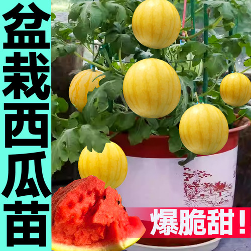 寿光超甜蜂蜜西瓜秧苗黄皮盆栽小西瓜黄瓤西瓜种子四季高产阳台籽 - 图0