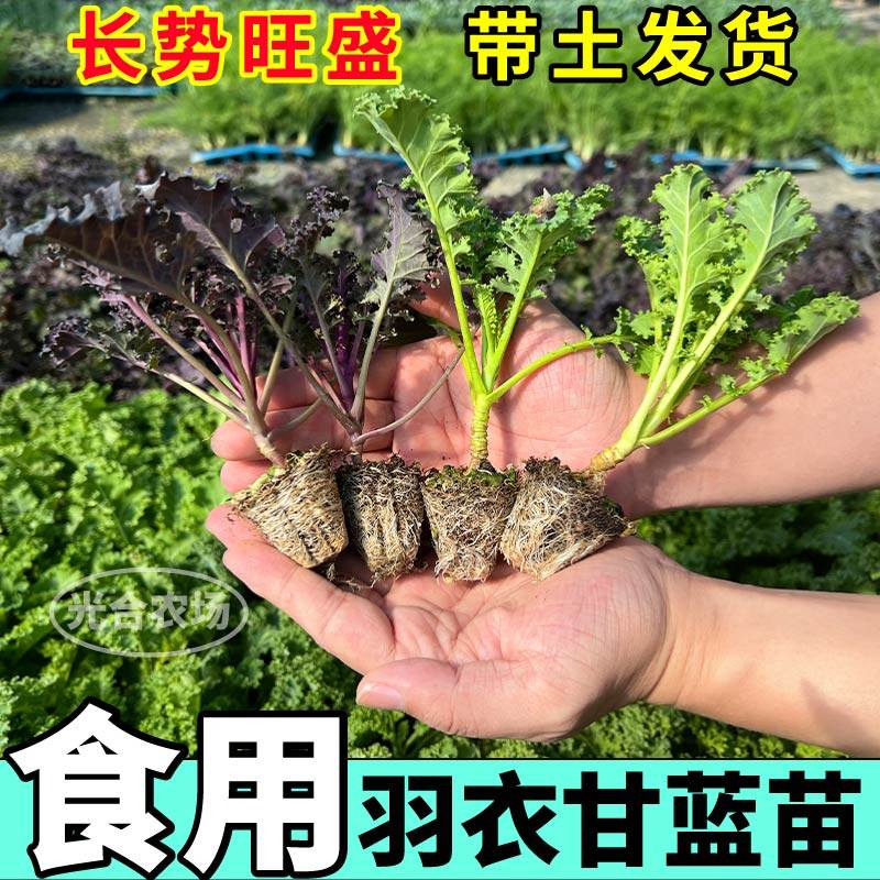 摘不败绿羽衣甘蓝苗秧四季盆栽紫羽衣粉羽衣甘蓝种子盆栽带土球,淘宝优惠券,粉丝福利购,淘宝优惠卷