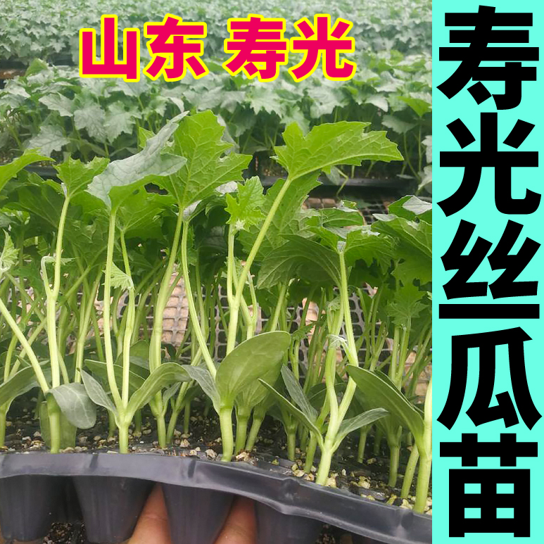 老品种高产八角棱丝瓜秧苗四季蔬菜苗爬藤中绿长鲜花大肉丝瓜种子 - 图2