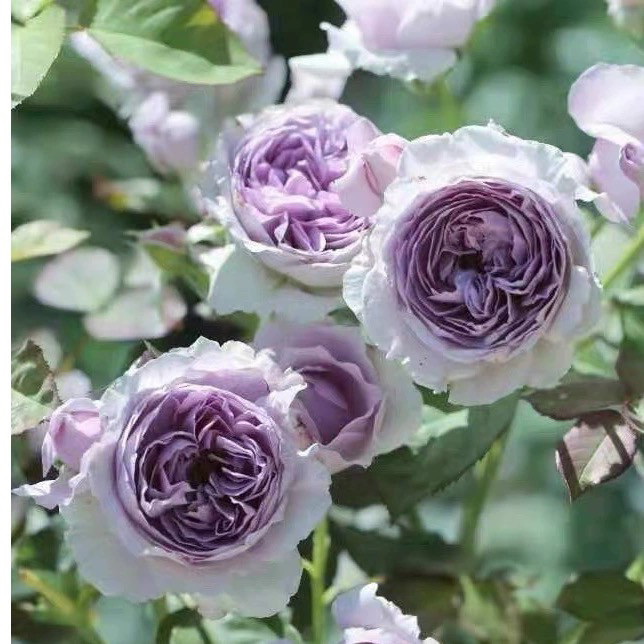 一加仑扦插中苗丽拉原土原盆发货发货包邮,淘宝优惠券,粉丝福利购,淘宝优惠卷