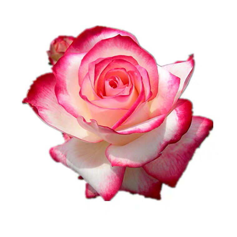 樱桃派对 摩纳哥公爵  丰花品种  盆栽阳台月季绿色植物玫瑰月季,淘宝优惠券,粉丝福利购,淘宝优惠卷