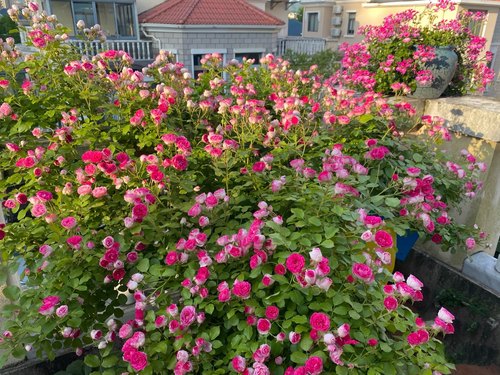 胭脂扣藤本月季多头群开花量大爬藤快阳台庭院盆栽地栽花苗长势快 - 图2