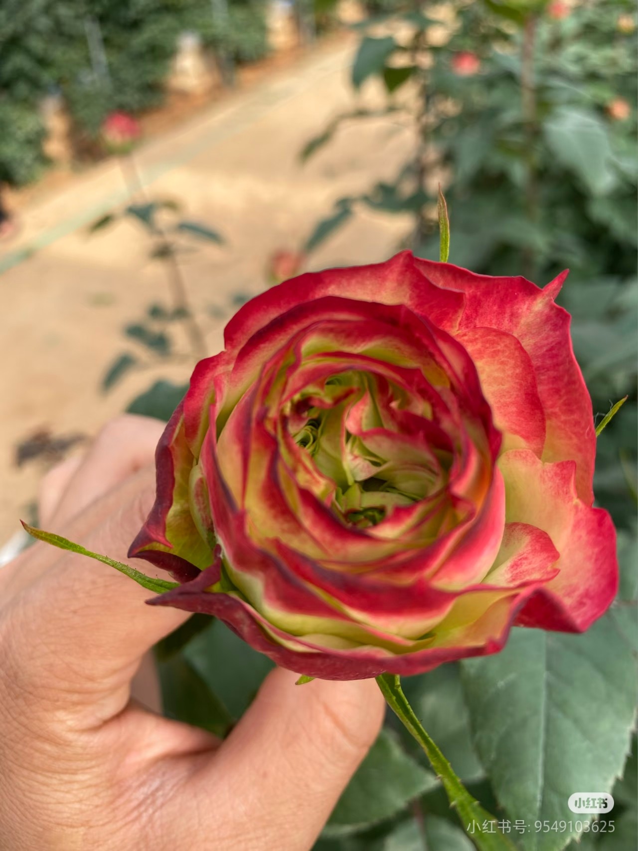 一加仑扦插中苗苹果杰克玫瑰花苗原土原盆发阳台庭院盆栽地栽,淘宝优惠券,粉丝福利购,淘宝优惠卷