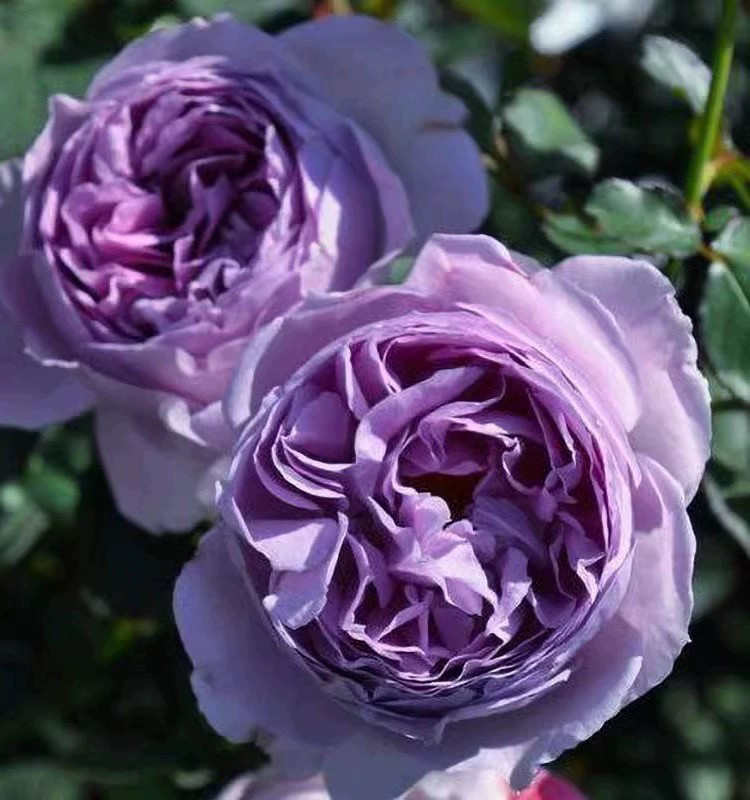 一加仑扦插中苗丽拉原土原盆发货发货包邮,淘宝优惠券,粉丝福利购,淘宝优惠卷