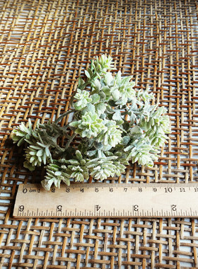 花海大世界diy森系植绒多肉
