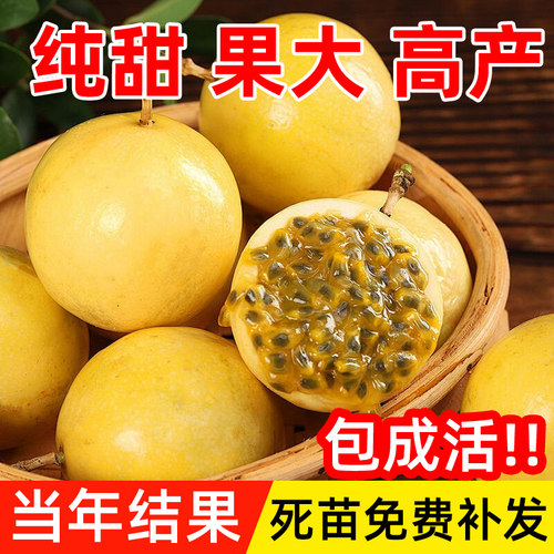 正宗黄金百香果树果苗四季不断结果钦蜜9号嫁接树苗南方种植盆栽 - 图1