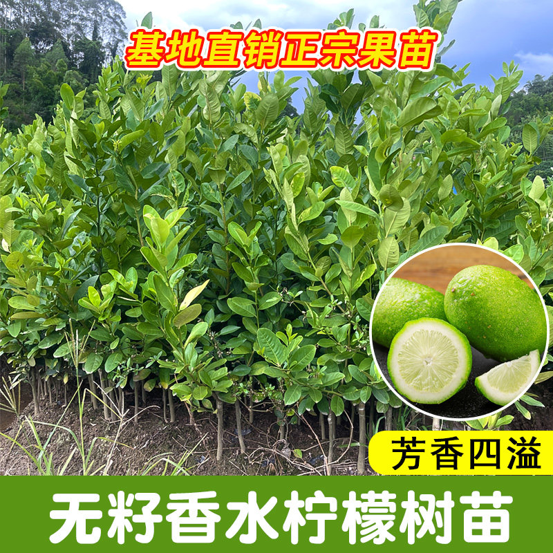 正宗台湾香水柠檬树树苗盆栽四季客厅绿植阳台室外带果柠檬苗树苗,淘宝优惠券,粉丝福利购,淘宝优惠卷