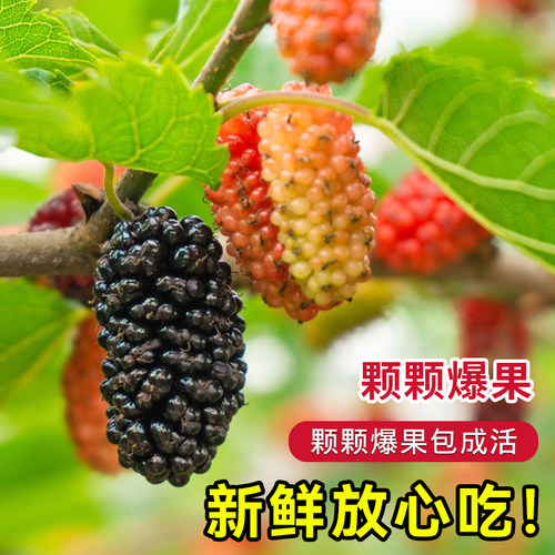 正宗四季台湾长果桑苗带果嫁接桑葚树苗无籽黑桑果树桑葚当年结果 - 图2