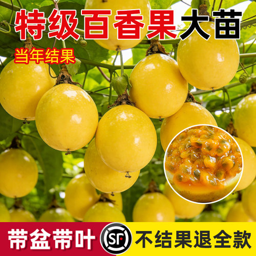 正宗黄金百香果树果苗四季不断结果钦蜜9号嫁接树苗南方种植盆栽 - 图2