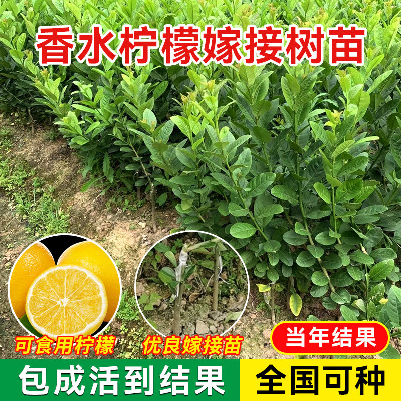 正宗台湾香水柠檬树树苗盆栽四季客厅绿植阳台室外带果柠檬苗树苗,淘宝优惠券,粉丝福利购,淘宝优惠卷