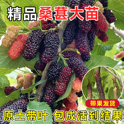 正宗四季台湾长果桑苗带果嫁接桑葚树苗无籽黑桑果树桑葚当年结果 - 图3