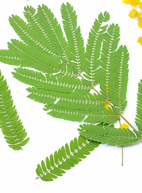 合欢叶干花植物标本压花树叶
