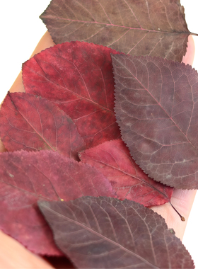 紫叶李秋叶干花相框DIY材料叶子