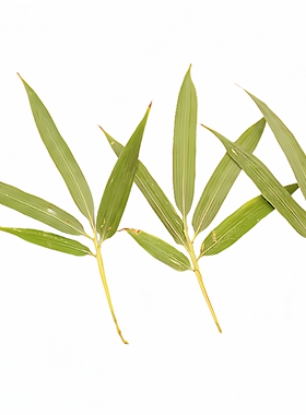 真植物标本竹子叶子风干花
