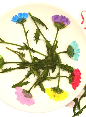 白晶菊侧枝干花压花押花植物标本